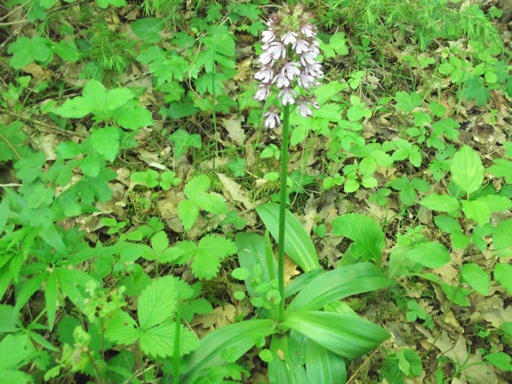 Agli amici di questo forum - Orchis purpurea