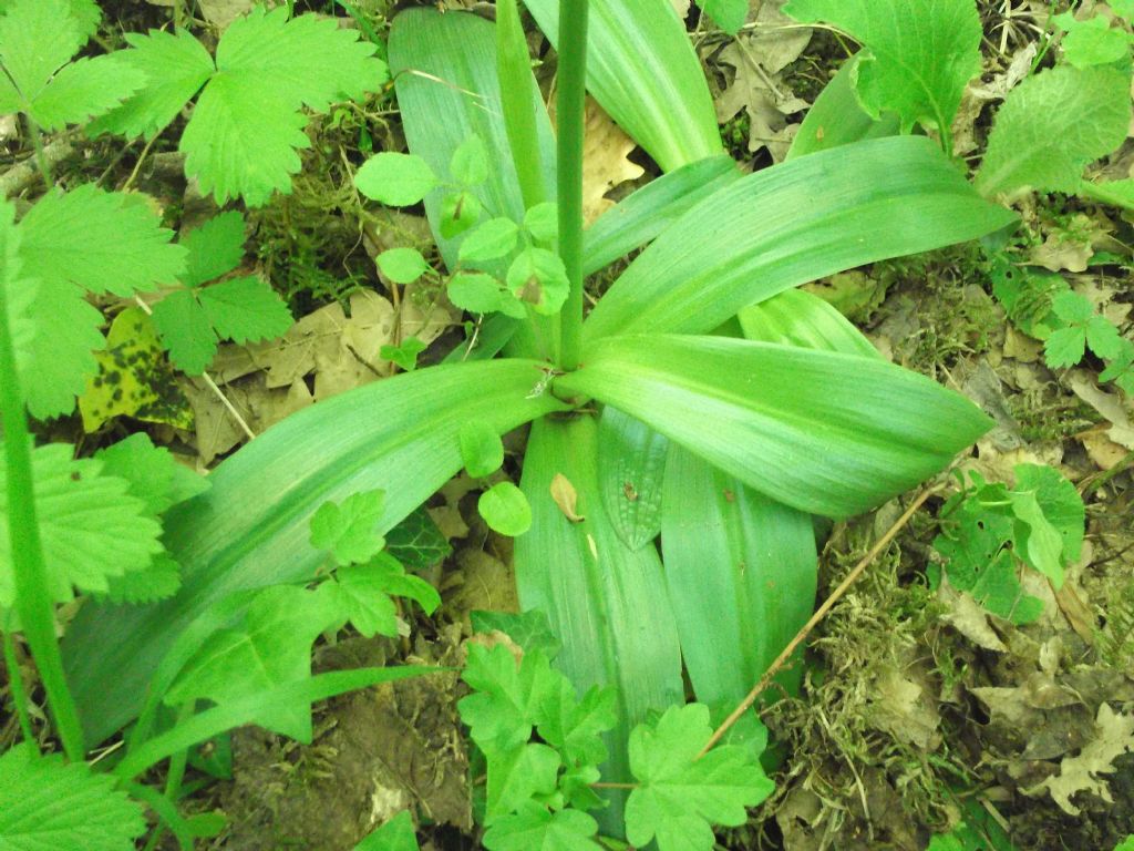 Agli amici di questo forum - Orchis purpurea