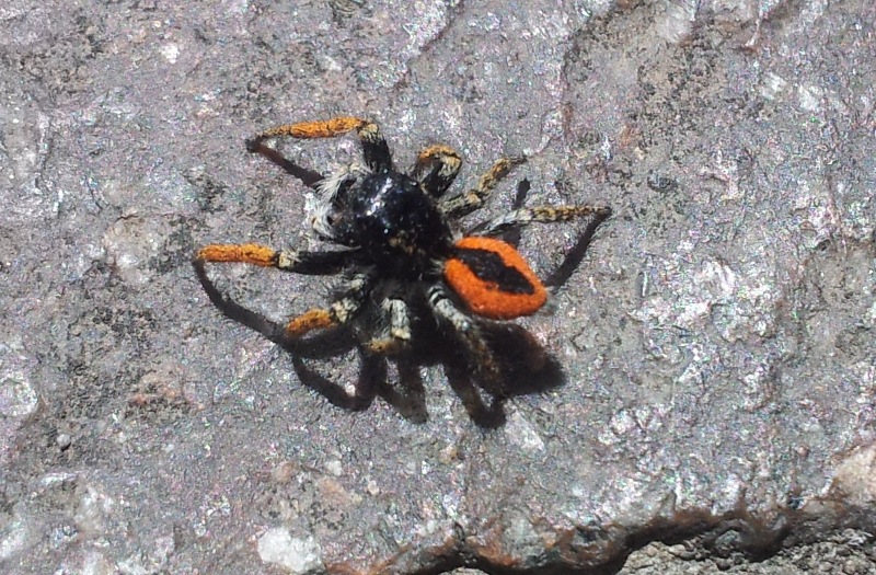 Maschio di Philaeus chrysops - Grosseto (GR)