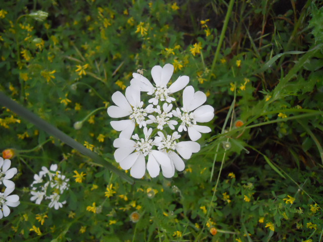 Ombrellifera amiatina:  Orlaya grandiflora