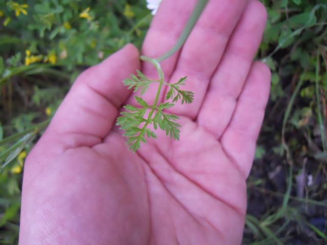 Ombrellifera amiatina:  Orlaya grandiflora