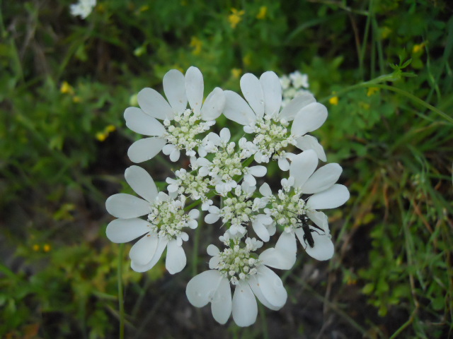 Ombrellifera amiatina:  Orlaya grandiflora