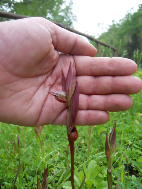 Serapias vomeracea - Toscana