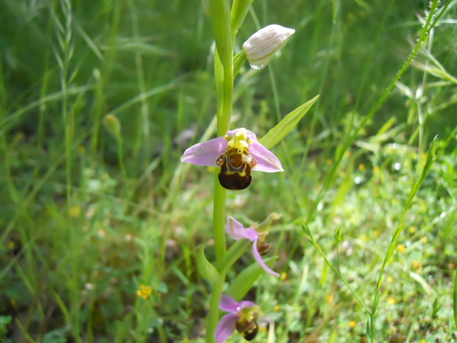 Ophrys amiatina da ID