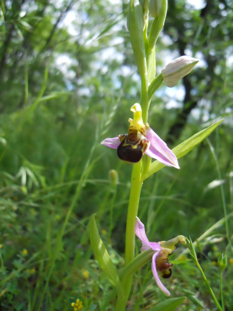 Ophrys amiatina da ID