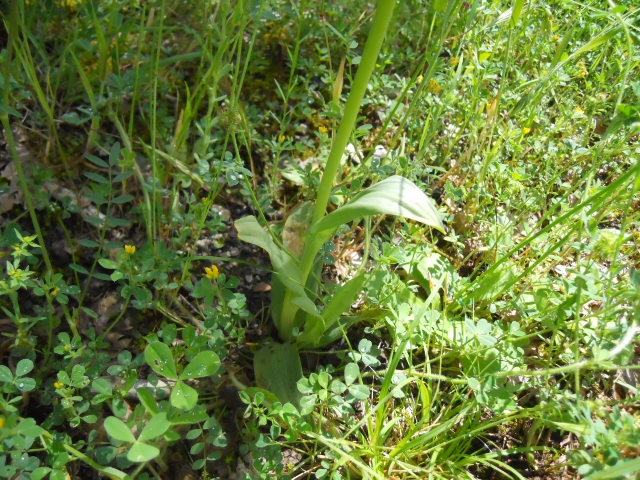 Ophrys amiatina da ID