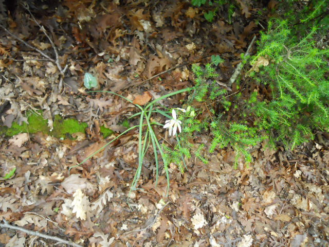 Anthericum liliago