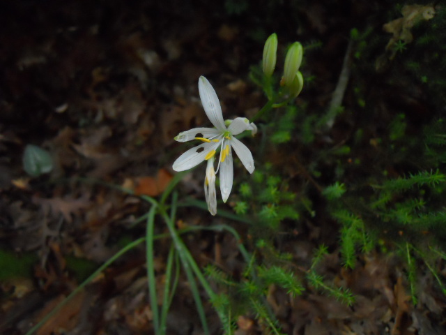 Anthericum liliago