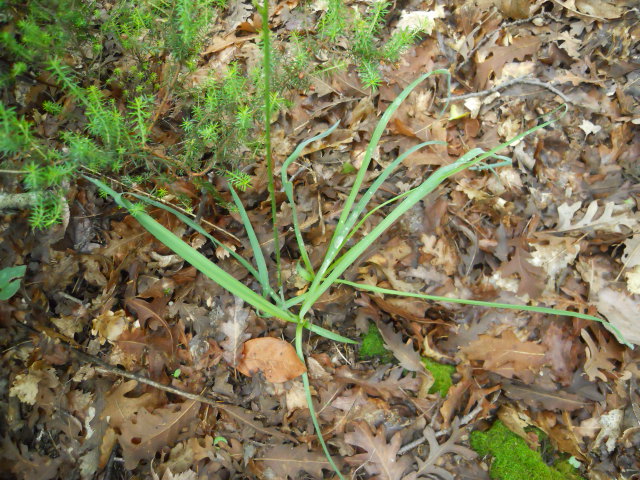 Anthericum liliago