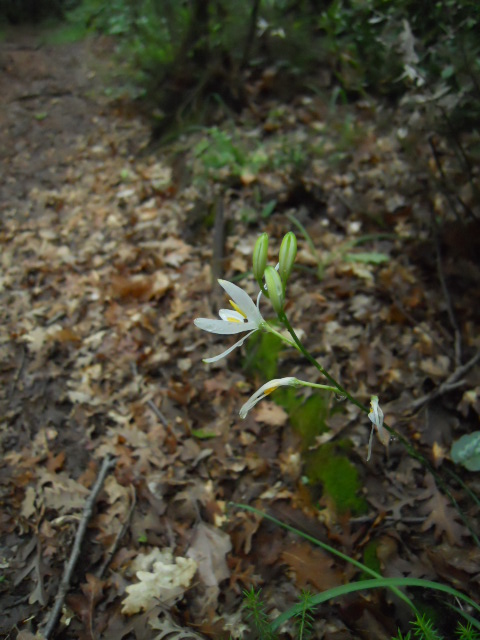 Anthericum liliago