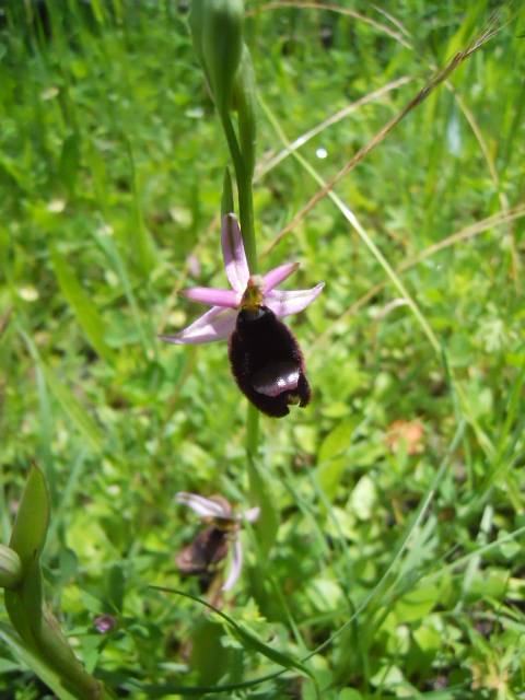 Ophrys amiatina da ID - 2