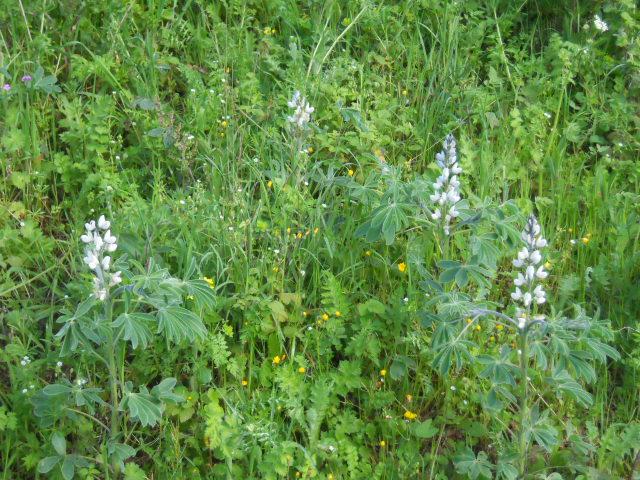 Lupinus albus / Lupino bianco