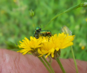 Colorati coleotteri del monte Amiata