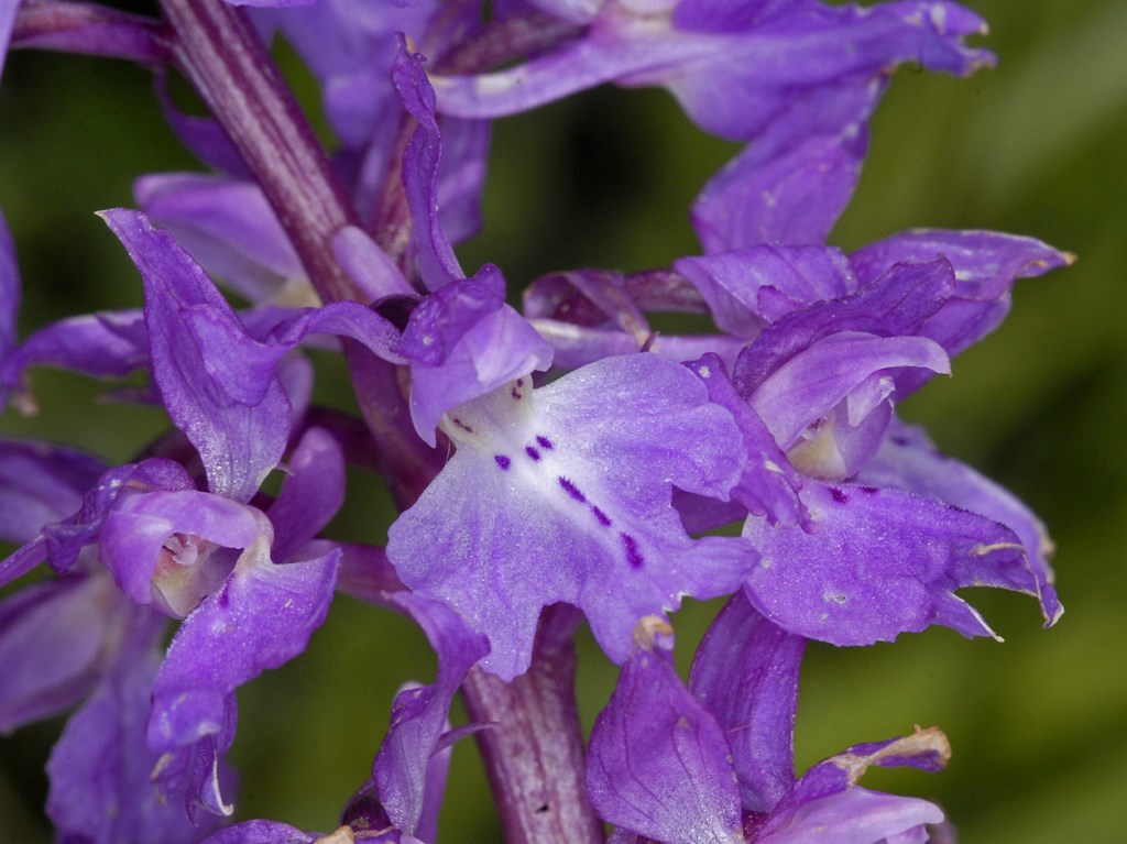 Di quale Orchis si tratta?