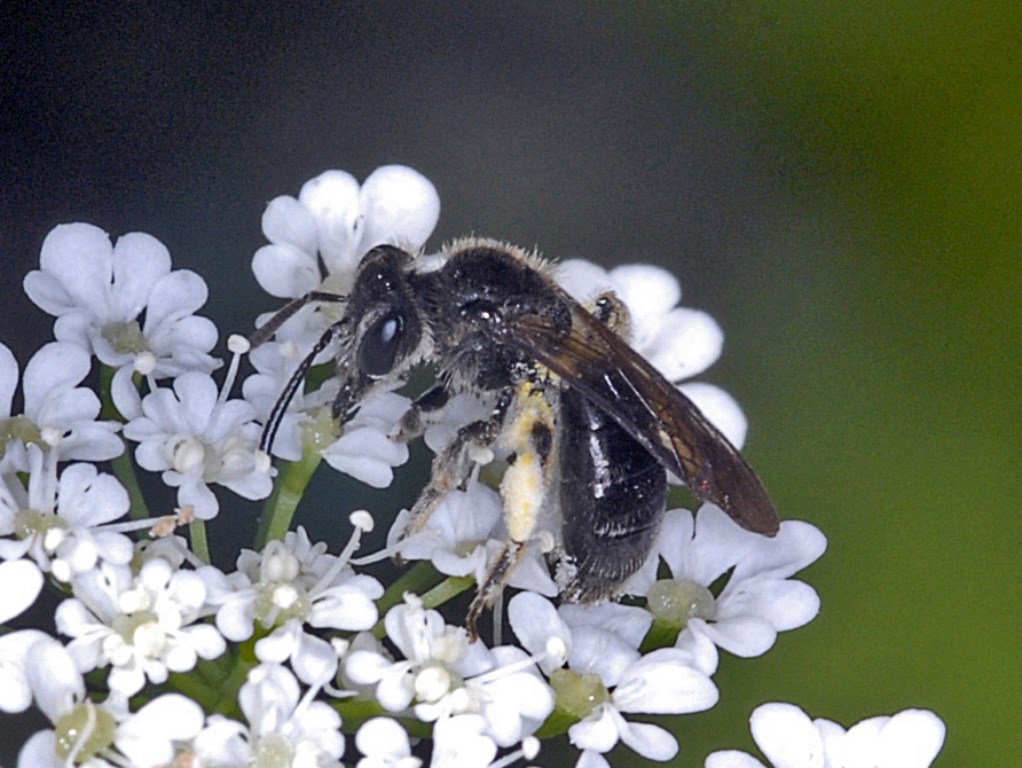 Un imenottero tutto nero: Femmina di Andrena sp.