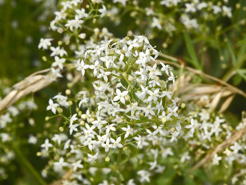 Galium mollugo