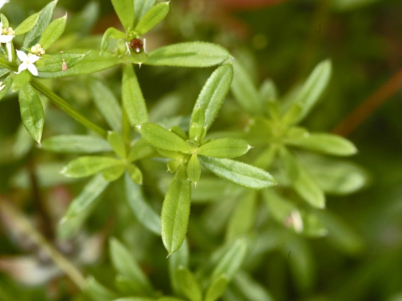 Galium mollugo