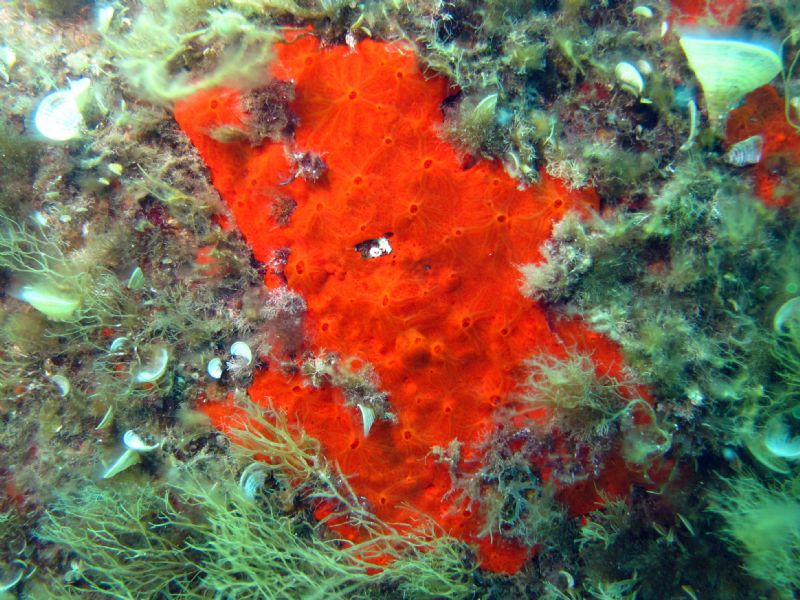 Sul fondale dell''Isola d''Elba - organismo da identificare