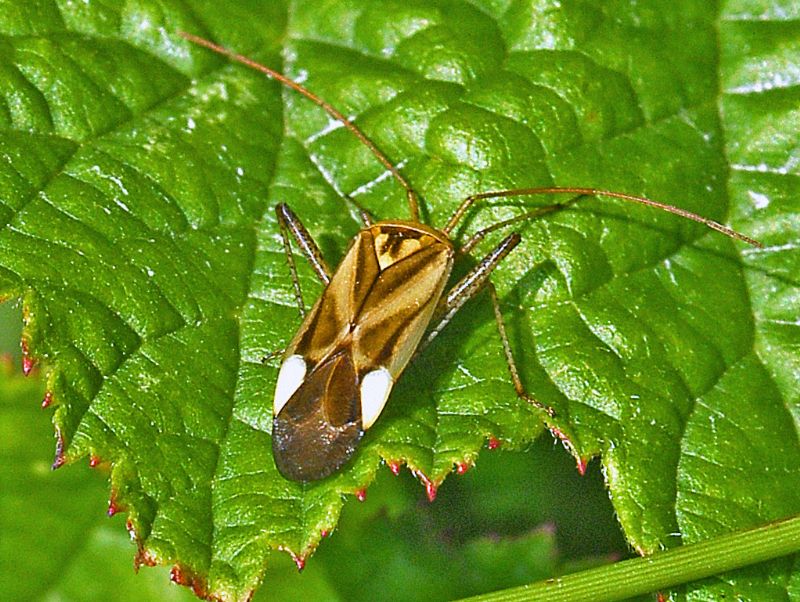 Miridae: Adelphocoris lineolatus