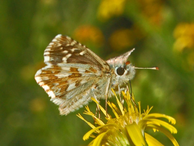 Un Pyrgus da identificare - P. onopordi