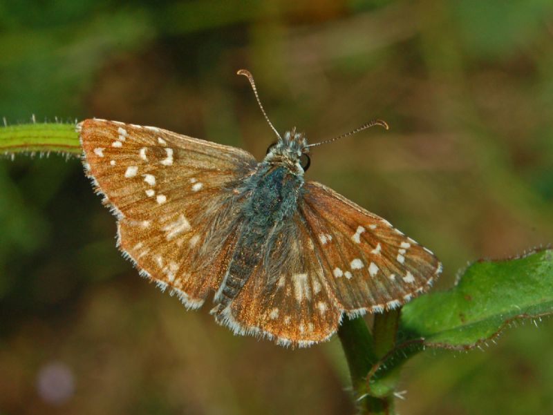 Un Pyrgus da identificare - P. onopordi