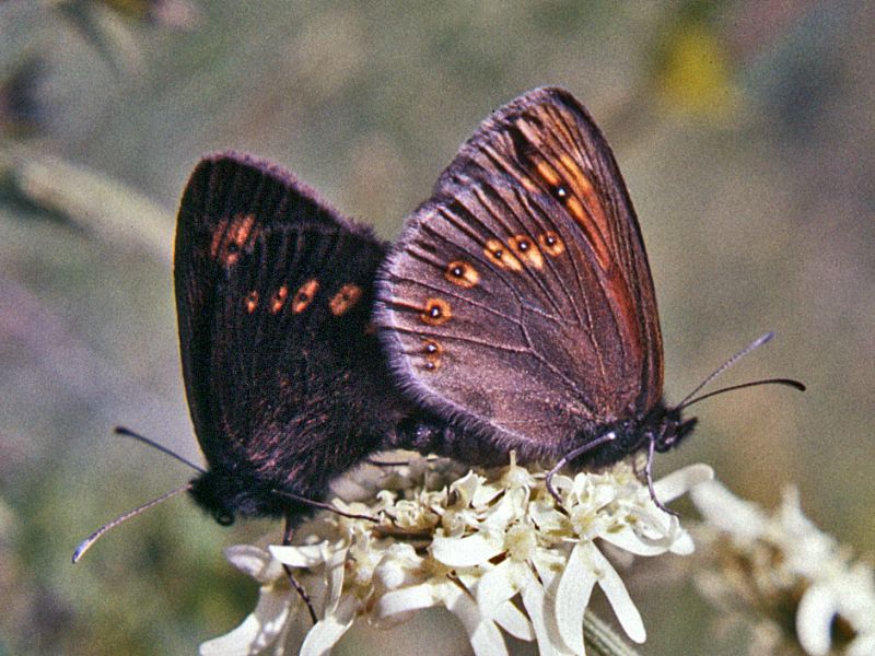 Erebia species - da identificare: Erebia albergana