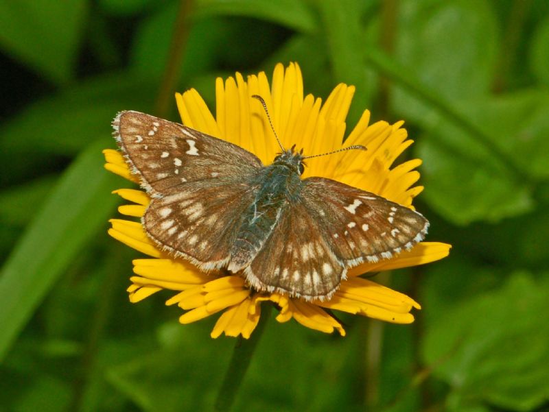 Pyrgus species - Identificazione - P. carthami, Hesperiidae