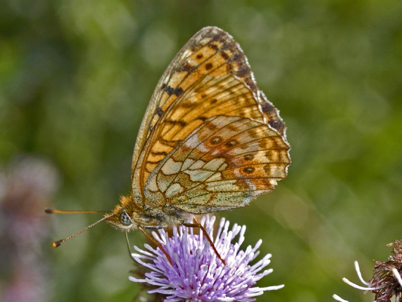 Boloria dia, Brenthis ino e Boloria titania - Nymphalidae