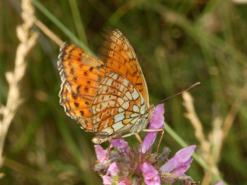 Nymphalidae ID - Brenthis hecate