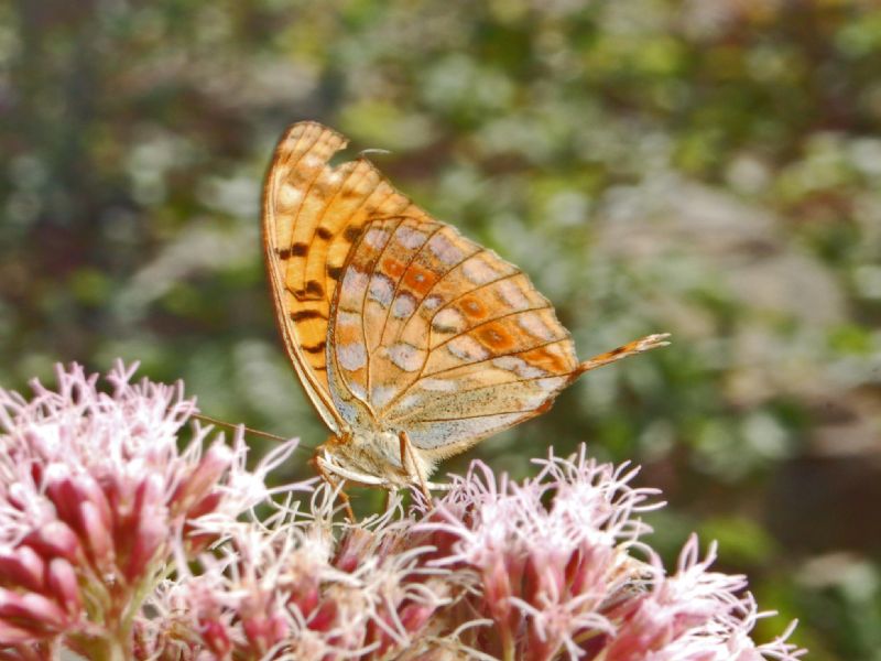 Una Argynnis con le codine - Argynnis (Fabriciana) adippe