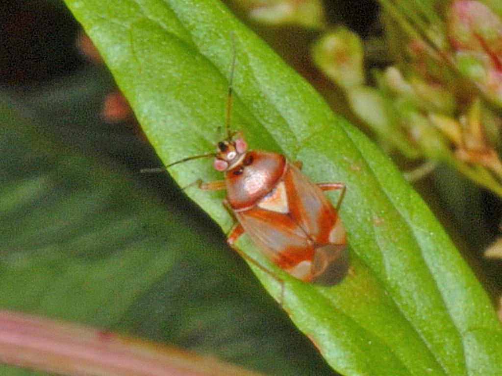 Lygaeidae tendente al rosso;...cfr. Orthops sp.