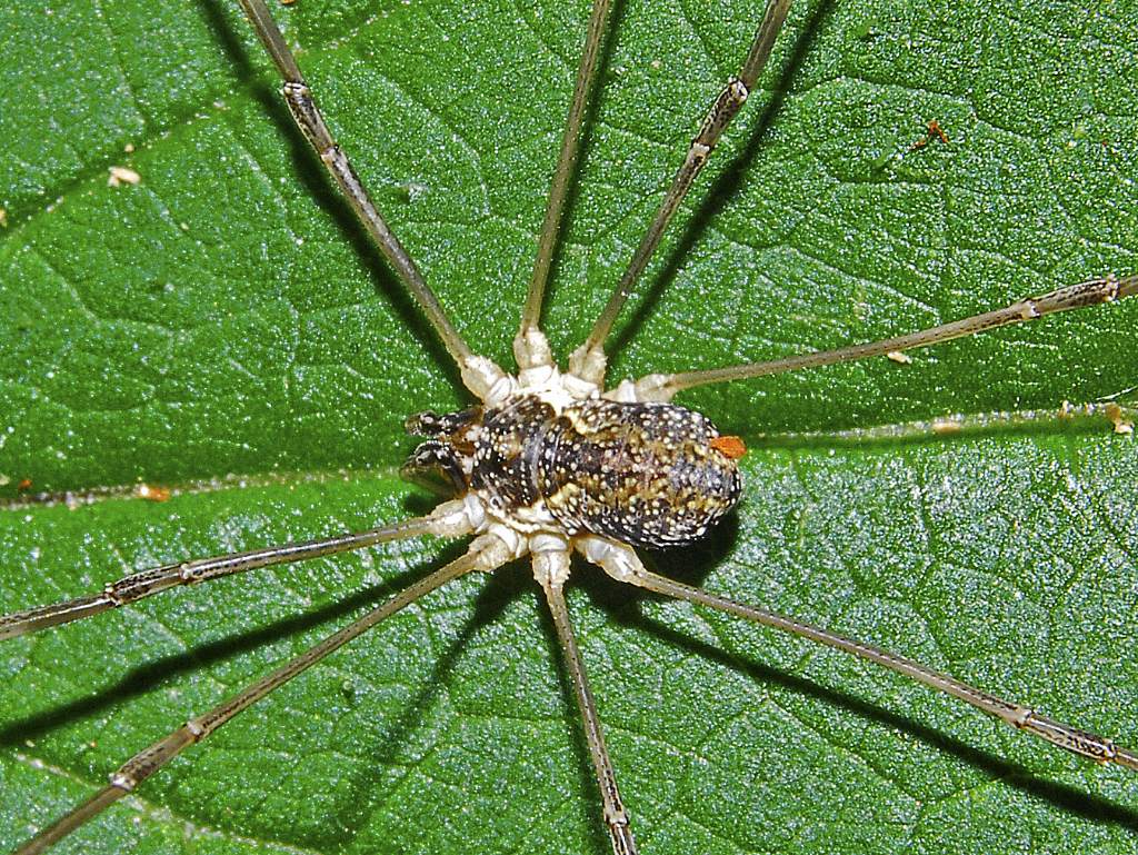 Leiobunum sp. (Sclerosomatidae)