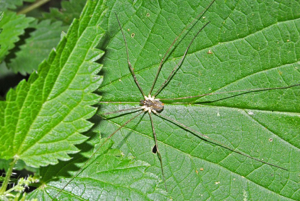 Leiobunum sp. (Sclerosomatidae)