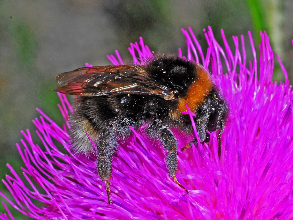 Un Bombus da identificare