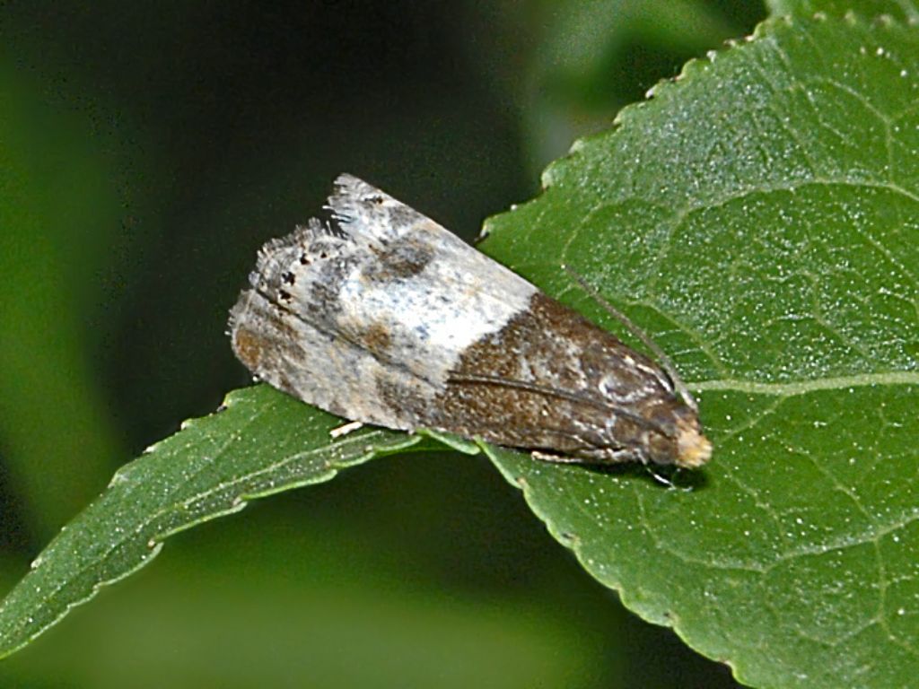 Ancora Torticidae da identificare: Notocelia cynosbatella