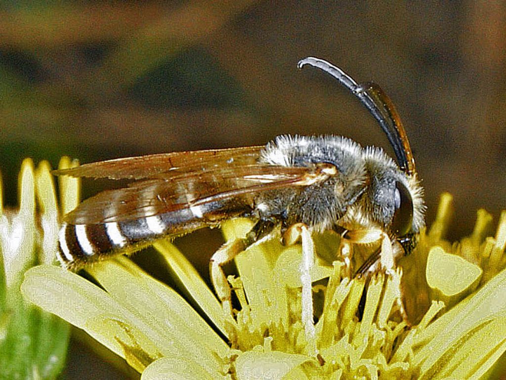 addome a strisce bianhe e nere: Halictus cfr. scabiosae (Apidae Halictinae)