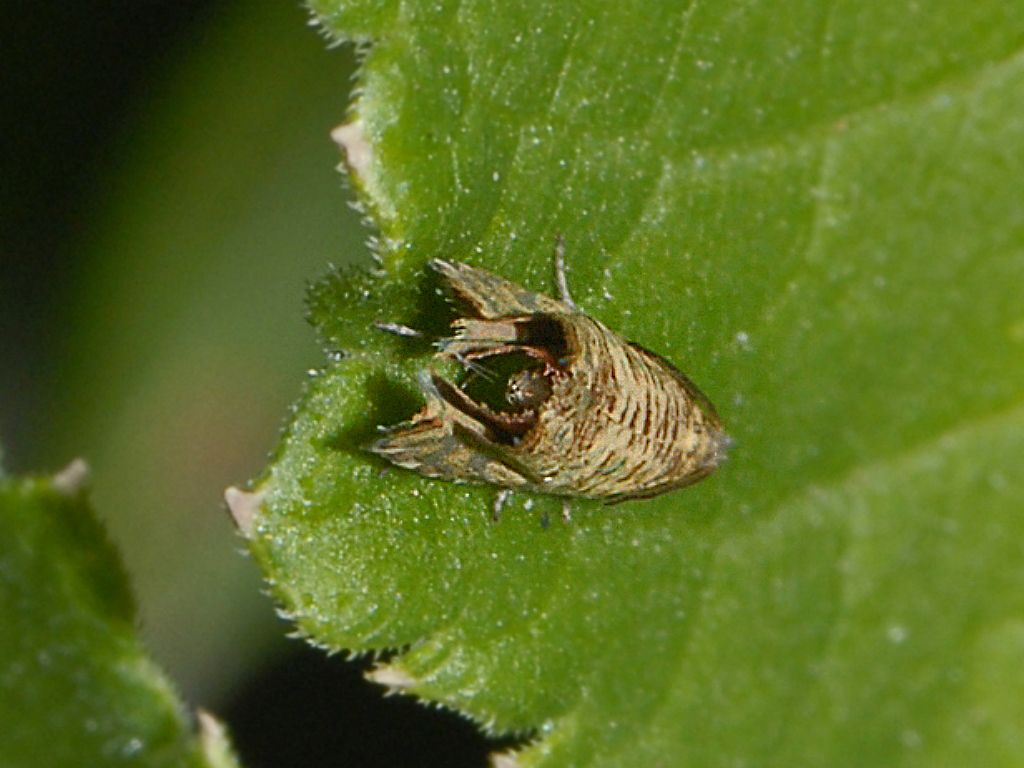 Tortricidae: cfr. Phiaris stibiana