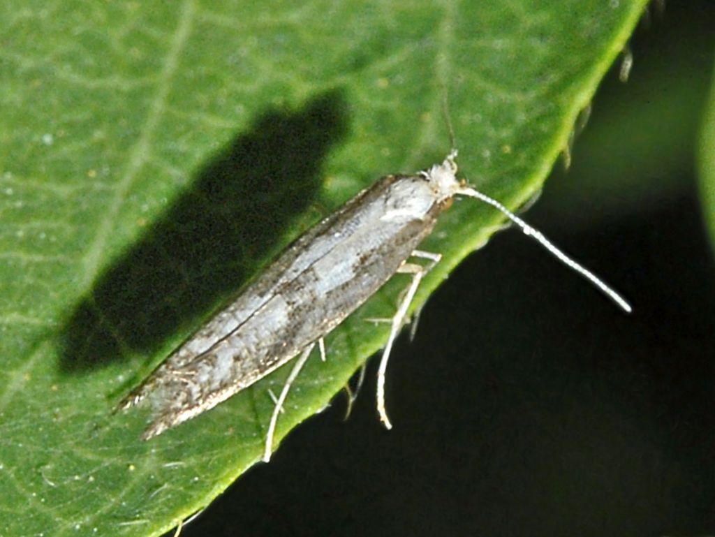 Scythrididae da identificare. No,  Argyresthiidae: Argyresthia conjugella