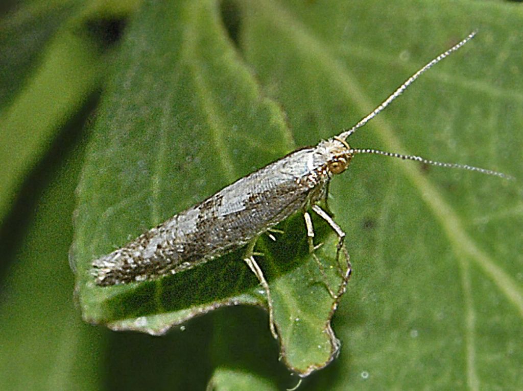 Scythrididae da identificare. No,  Argyresthiidae: Argyresthia conjugella