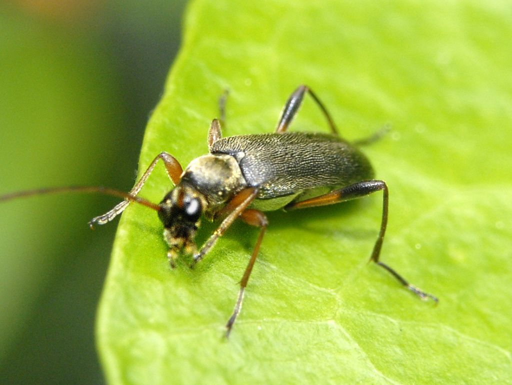 Cerambycidae da identificare: Grammoptera ruficornis, femmina