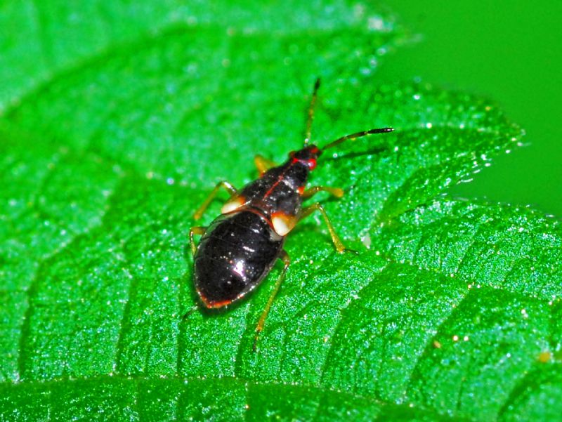 Una ninfa rossa e nera... ninfa di Anthocoridae: Anthocoris sp.