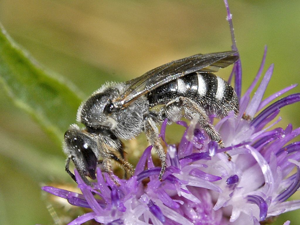 Apidae Halictinae: Lasioglossum sp.