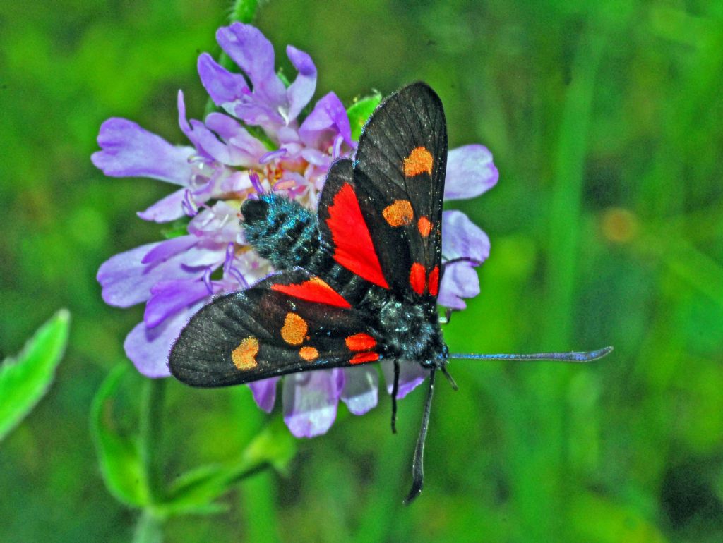 Una Zygaena a macchie gialle