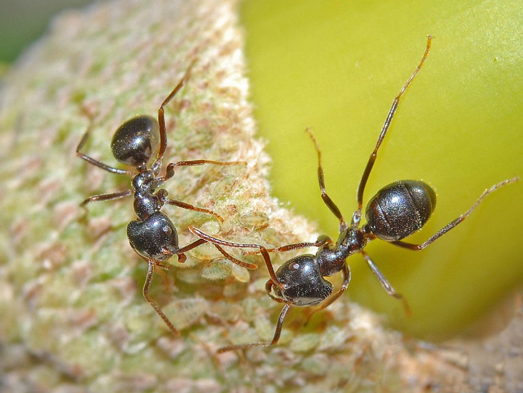 Due formiche su una ghianda