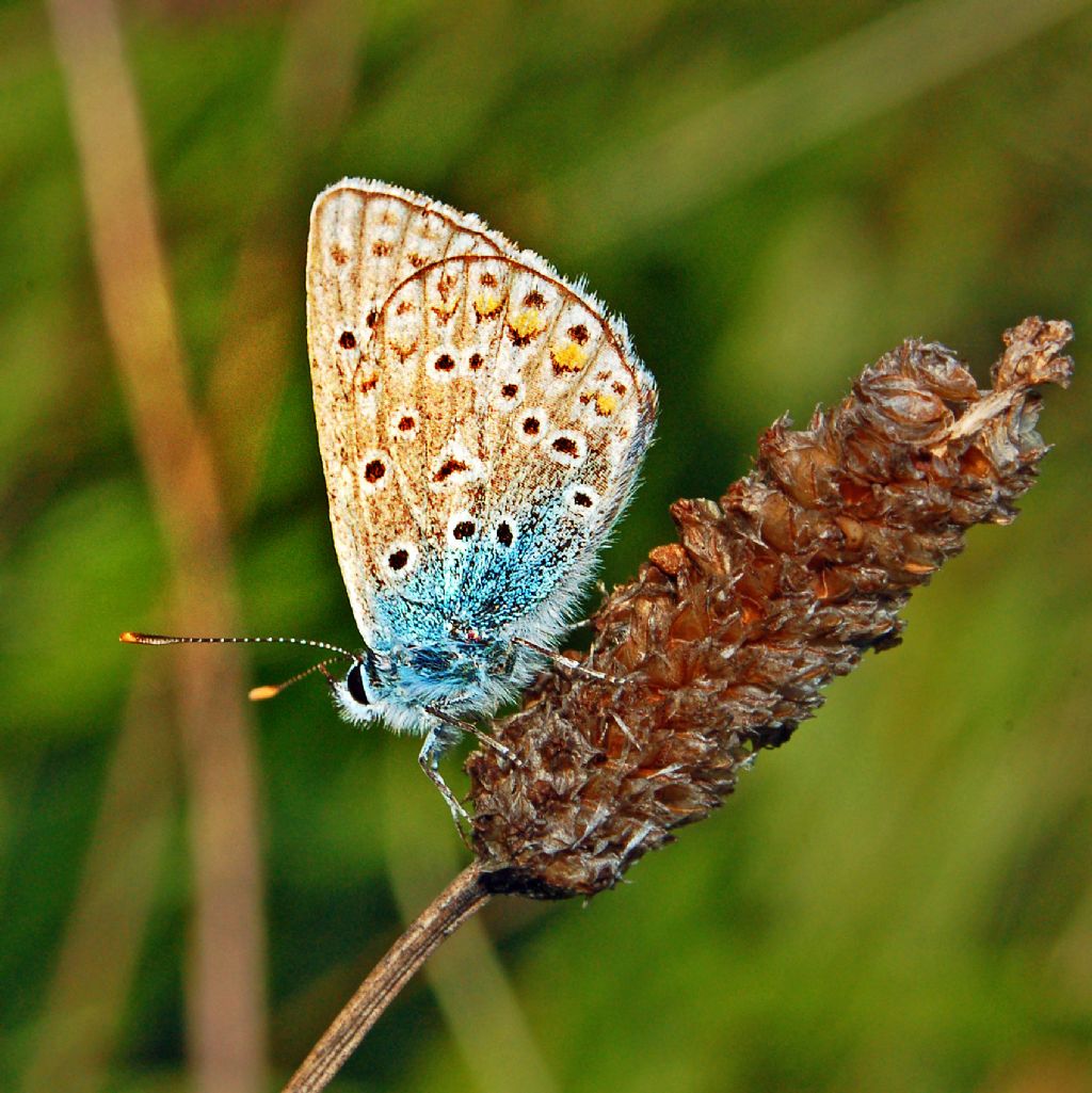 Un Licenide su una spiga:  Polyommatus sp.