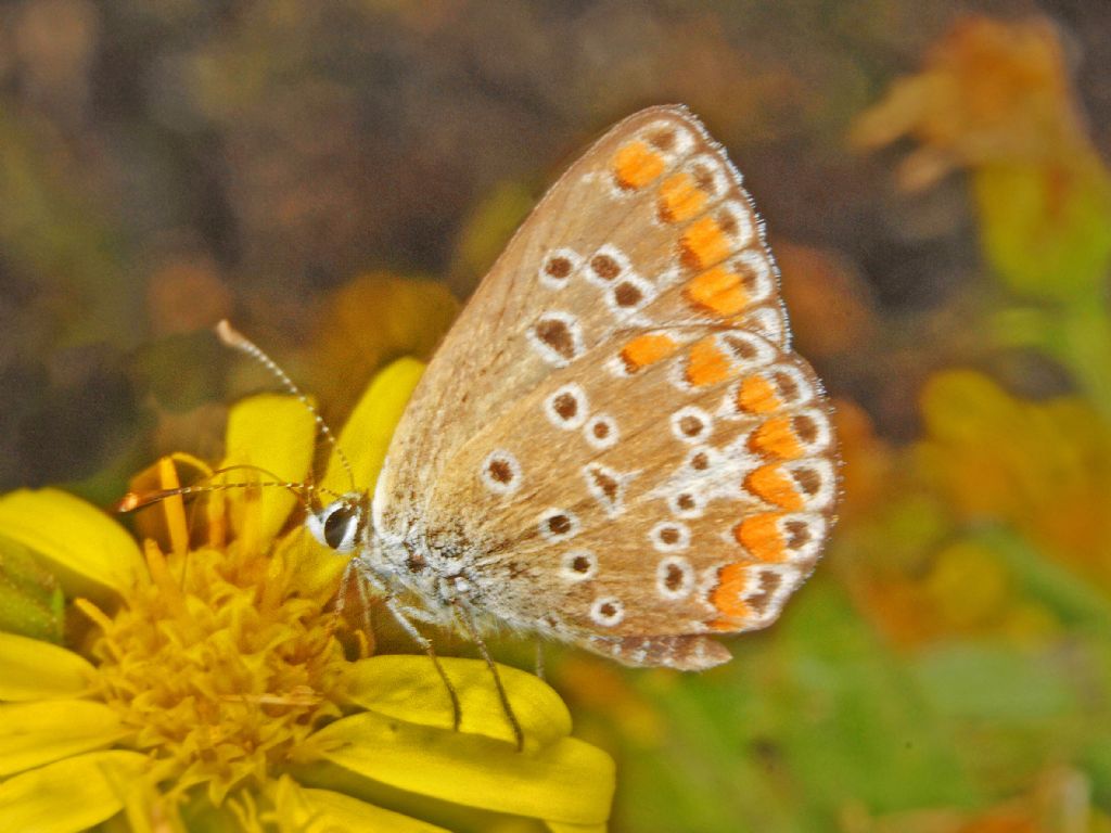 Lycaenidae: Aricia agestis