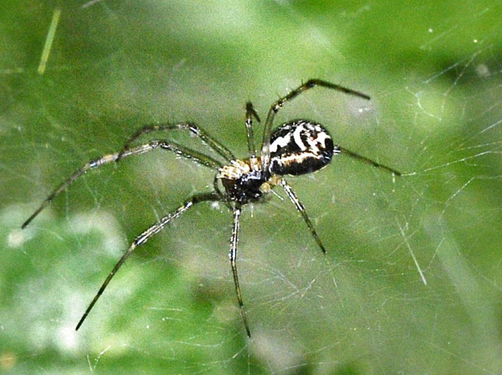 Disegni bianchi su un nero addome: Linyphiidae: Neriene sp.