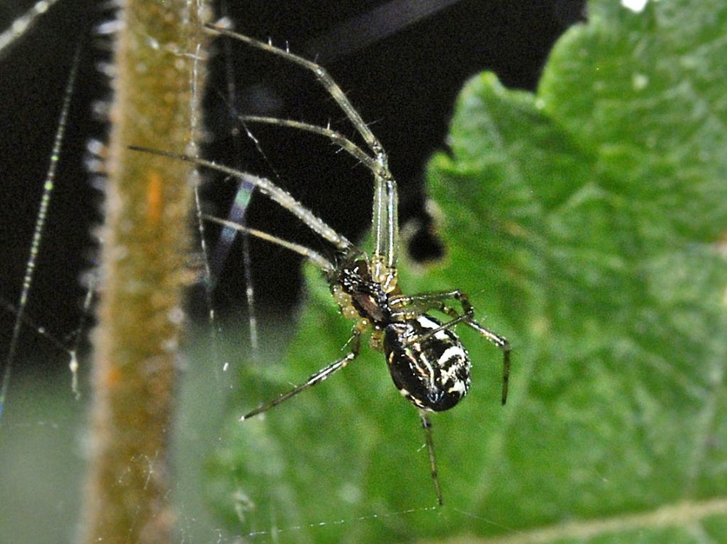 Disegni bianchi su un nero addome: Linyphiidae: Neriene sp.