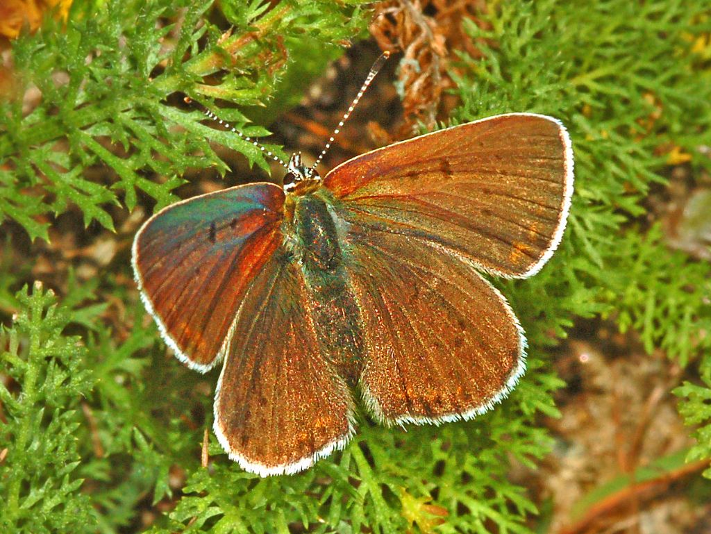 Lycaenidae (solo il 