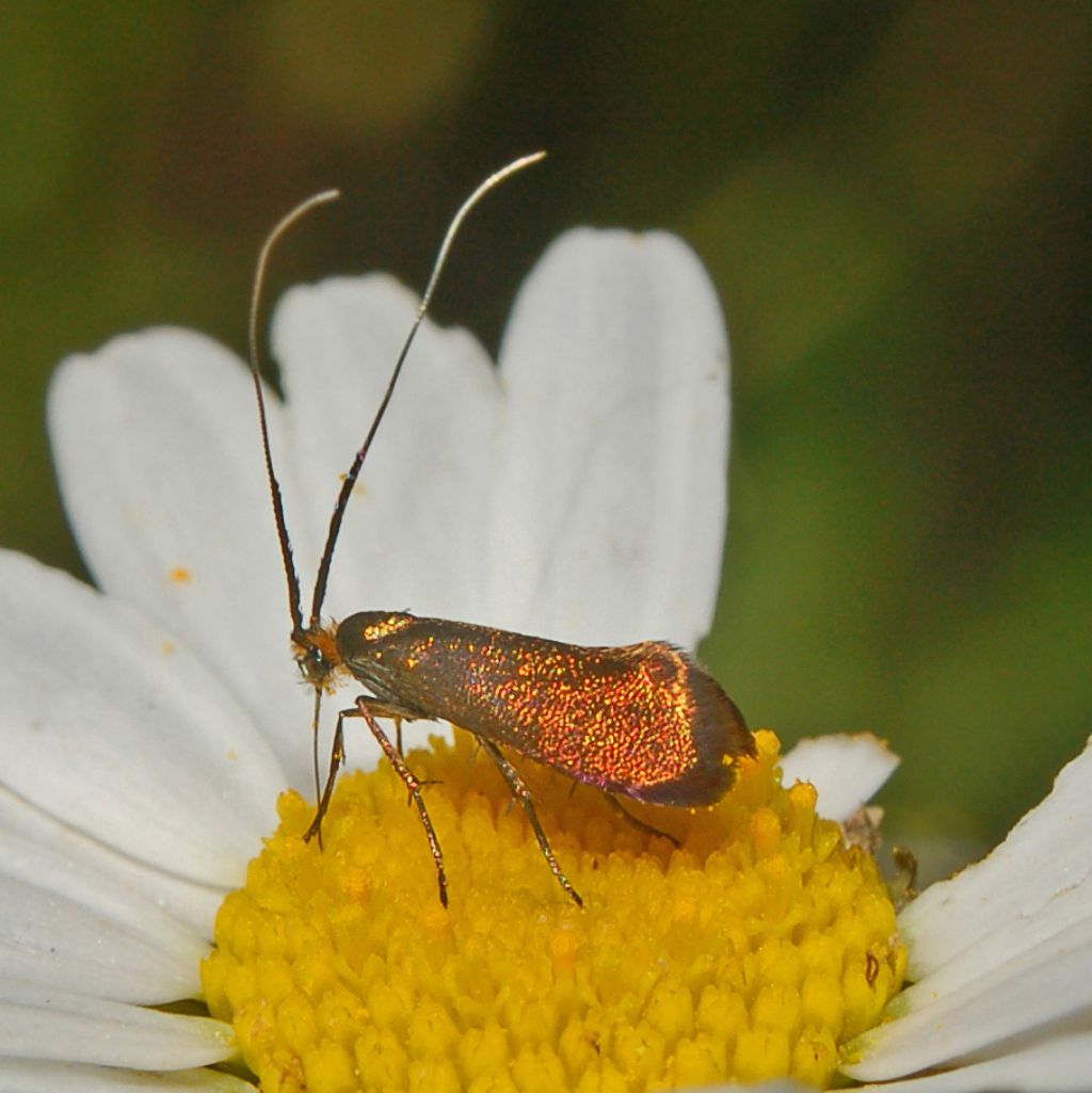 Adelidae Nemophora metallica